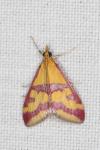 Pyrausta sanguinalis