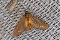 Dysauxes ancilla