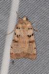 Eugnorisma depuncta
