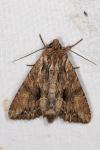 Apamea monoglypha monoglypha