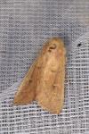 Mythimna ferrago