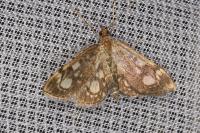 Anania coronata