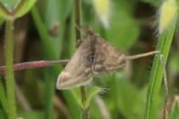 Pyrausta despicata