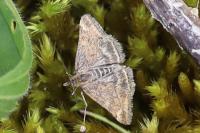 Pyrausta despicata