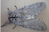 Cerura vinula