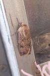 Agrotis segetum