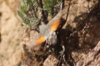 Macroglossum stellatarum