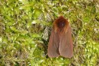 Phragmatobia fuliginosa
