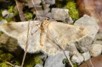 Charissa mucidaria
