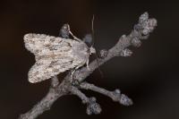Lithophane ornitopus
