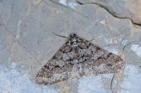 Agriopis leucophaearia