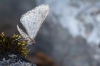 Agriopis leucophaearia