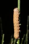 Noctua fimbriata/tirrenica