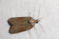 Nycteola revayana