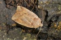 Conistra ligula