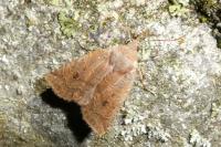 Conistra ligula