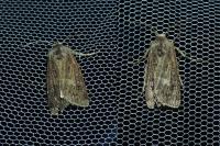 Agrotis bigramma