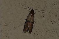 Plodia interpunctella