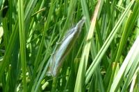Crambus pascuella