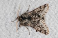 Apocheima hispidaria