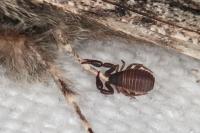 Apocheima hispidaria