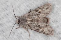 Lithophane ornitopus