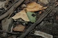 Crocallis elinguaria