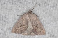 Chemerina caliginearia