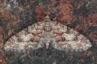 Eupithecia cocciferata