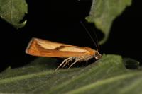 Catoptria conchella