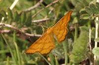 Idaea aureolaria