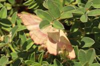Rhodostrophia vibicaria