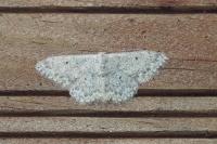 Scopula marginepunctata
