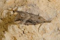 Hypena rostralis