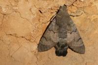 Macroglossum stellatarum