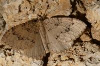 Triphosa tauteli