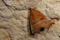 Scoliopteryx libatrix