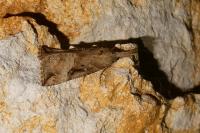 Hypena rostralis