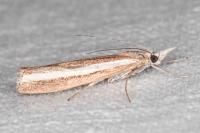 Agriphila latistria