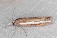 Agriphila latistria