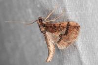 Hydriris ornatalis