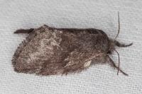 Trichiura crataegi