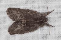 Trichiura crataegi