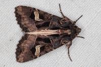 Trigonophora flammea