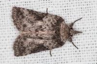 Nycteola columbana
