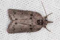 Nycteola columbana