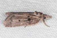 Nycteola columbana