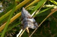 Aplocera praeformata