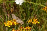 Alcis repandata