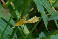 Gandaritis pyraliata
